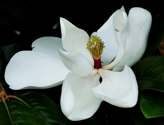 {Magnolia grandiflora}